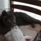 Cat puts on bunny hat
