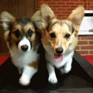 Corgis on a treadmill