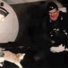 Cats in zero gravity
