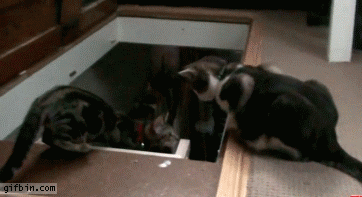 1326219353_cat_pushes_friend_down_stairs.gif