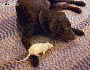 1327602540_rat_fights_dog_for_food.gif