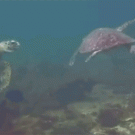 Turtles high-five