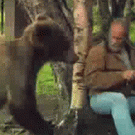 Old man slaps bear