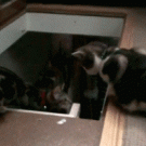 Cat pushes friend down stairs
