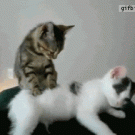 Kitten massage
