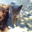 Lizard bites cats tongue