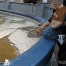 Stingray attack