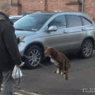 Dog balances on a chain