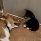 Puppy fart