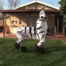 Dancing Zebra