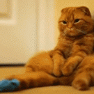 Sitting kitten is bored