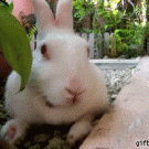 Yawning bunny