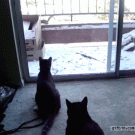 Cat hits glass door when jumping after squirrel