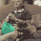 Raccoon eating popcorn