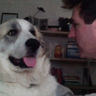 Dog slaps man