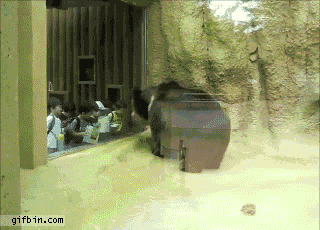 1361304499_bear_headbanging_with_kids.gi