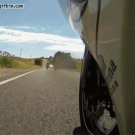 Biker hits koala