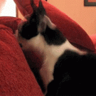Dramatic Boston Terrier aka Sudden Realization Dog