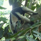Anteater stands up