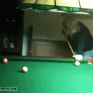 Dog jumping after pool ball