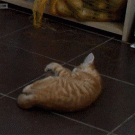 Kitten playing with potato