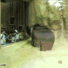 Bear headbanging with kids