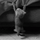 Kitten hanging by the bed
