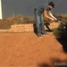 Dog steals caterboard