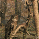 Bird hits owl