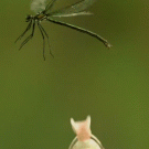 Frog misses flying dragonfly