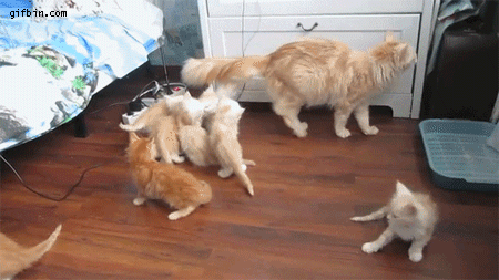 1391020485_cats_fall_scares_kittens.gif