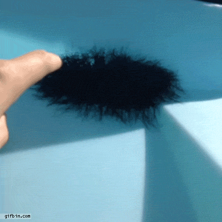 Poking A Daddy Long-legs Spider Nest | Best Funny Gifs Updated Daily