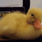 Duckling falling asleep