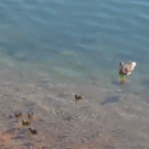 Pike eats duckling