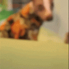 Small dog dances on chair
