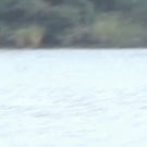 Fish catches bird in flight