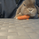 Bunny nom noms on a corrot