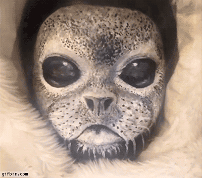 1420739991_seal_face_painting.gif