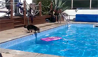 Dog surfs across pool