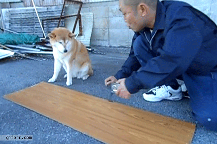 1421602628_dog_helps_guy_measure_a_wood_