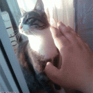Cat high five
