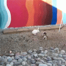 Chickens break up rabbit fight