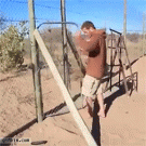 Lion hugs man
