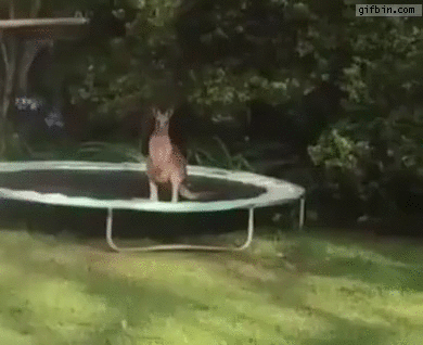 kangaroo-jumps-off-trampoline.gif