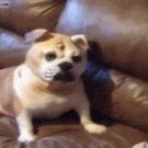 Bulldog shakes off bulldog mask