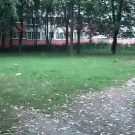 Dog almost hit by parkour backflip