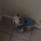 Dog eager to go outside meets snow