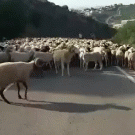Rams fighting