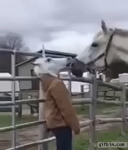 horse-reacts-to-woman-in-unicorn-mask.gif