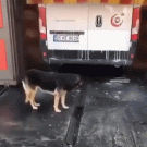 Dog enjoys car wash